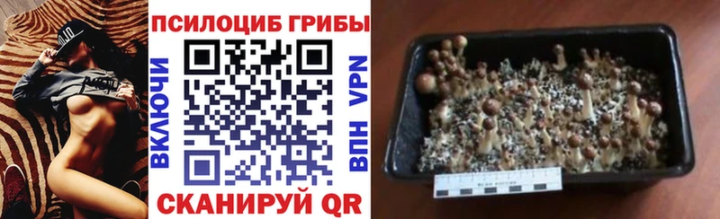 сколько стоит  Козловка  Псилоцибиновые грибы Cubensis 
